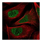 Atlas Antibodies Anti-NR1I2 Antibody