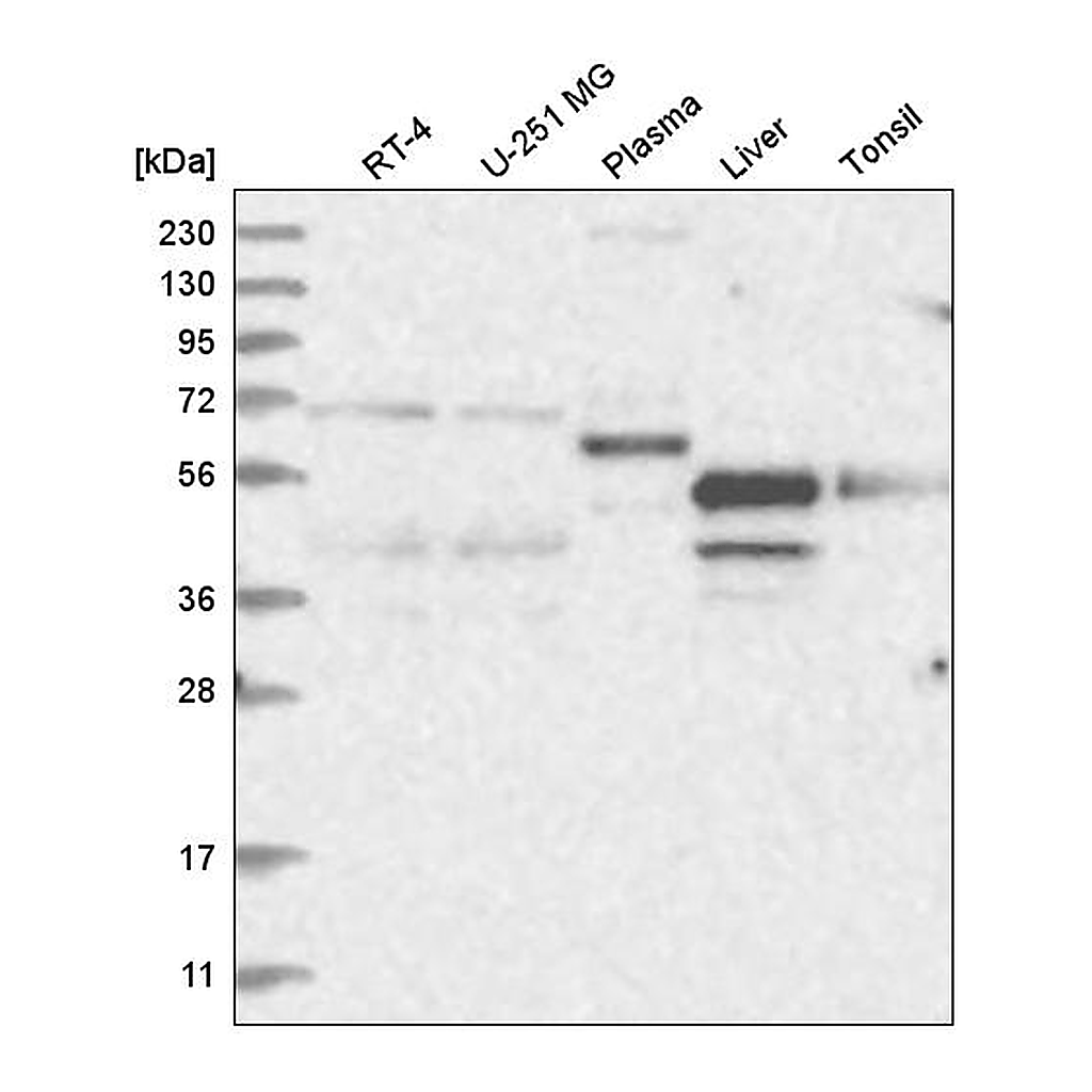 Atlas Antibodies Anti-NR2C1 Antibody