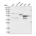 Atlas Antibodies Anti-NR2C1 Antibody