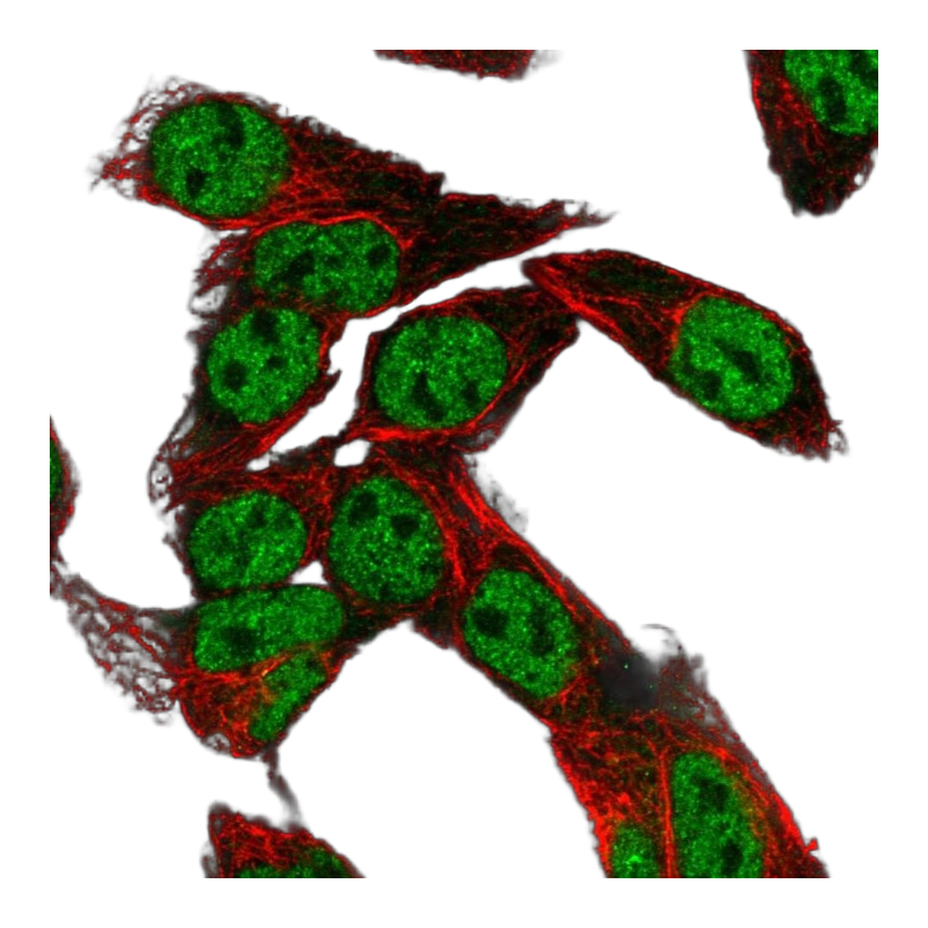 Atlas Antibodies Anti-NR1I2 Antibody