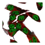 Atlas Antibodies Anti-NR1I2 Antibody