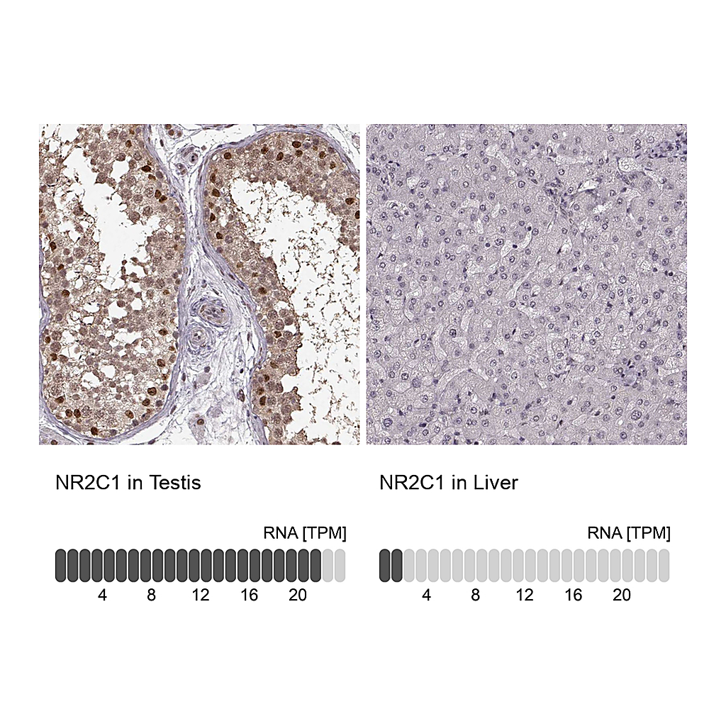Atlas Antibodies Anti-NR2C1 Antibody