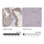 Atlas Antibodies Anti-NR2C1 Antibody