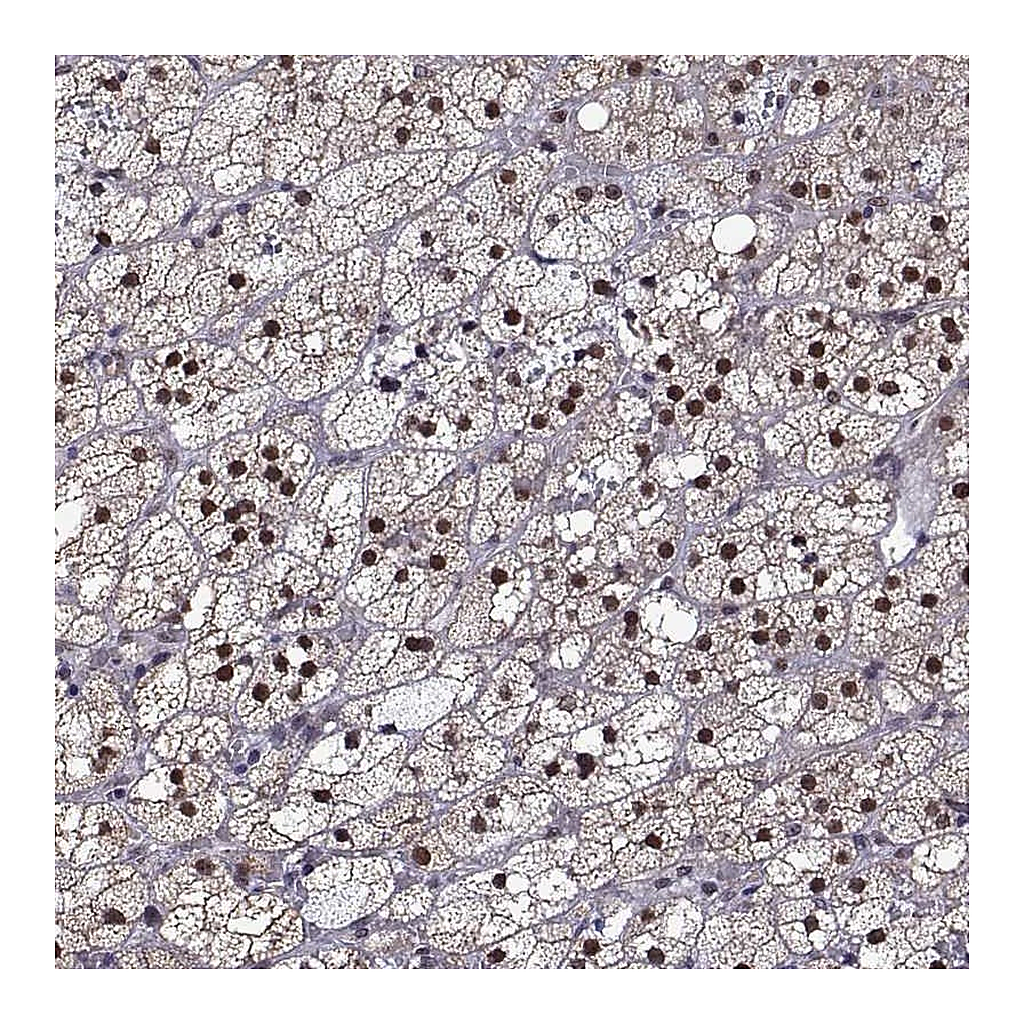 Atlas Antibodies Anti-NR4A1 Antibody