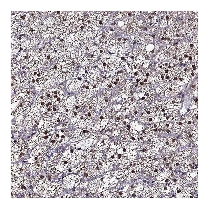 Atlas Antibodies Anti-NR4A1 Antibody