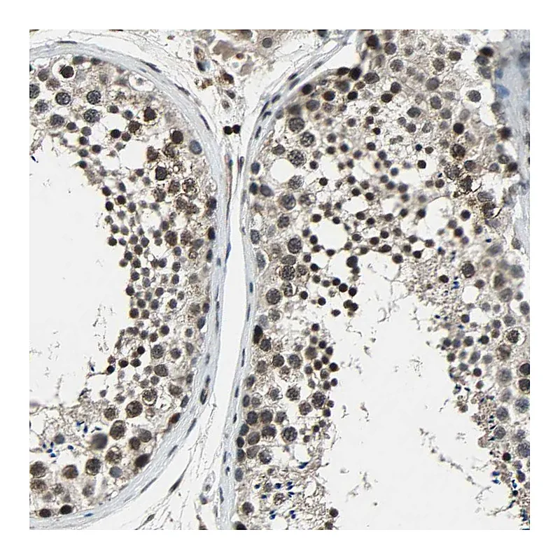 Atlas Antibodies Anti-NR2C2 Antibody