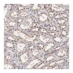 Atlas Antibodies Anti-NR4A2 Antibody