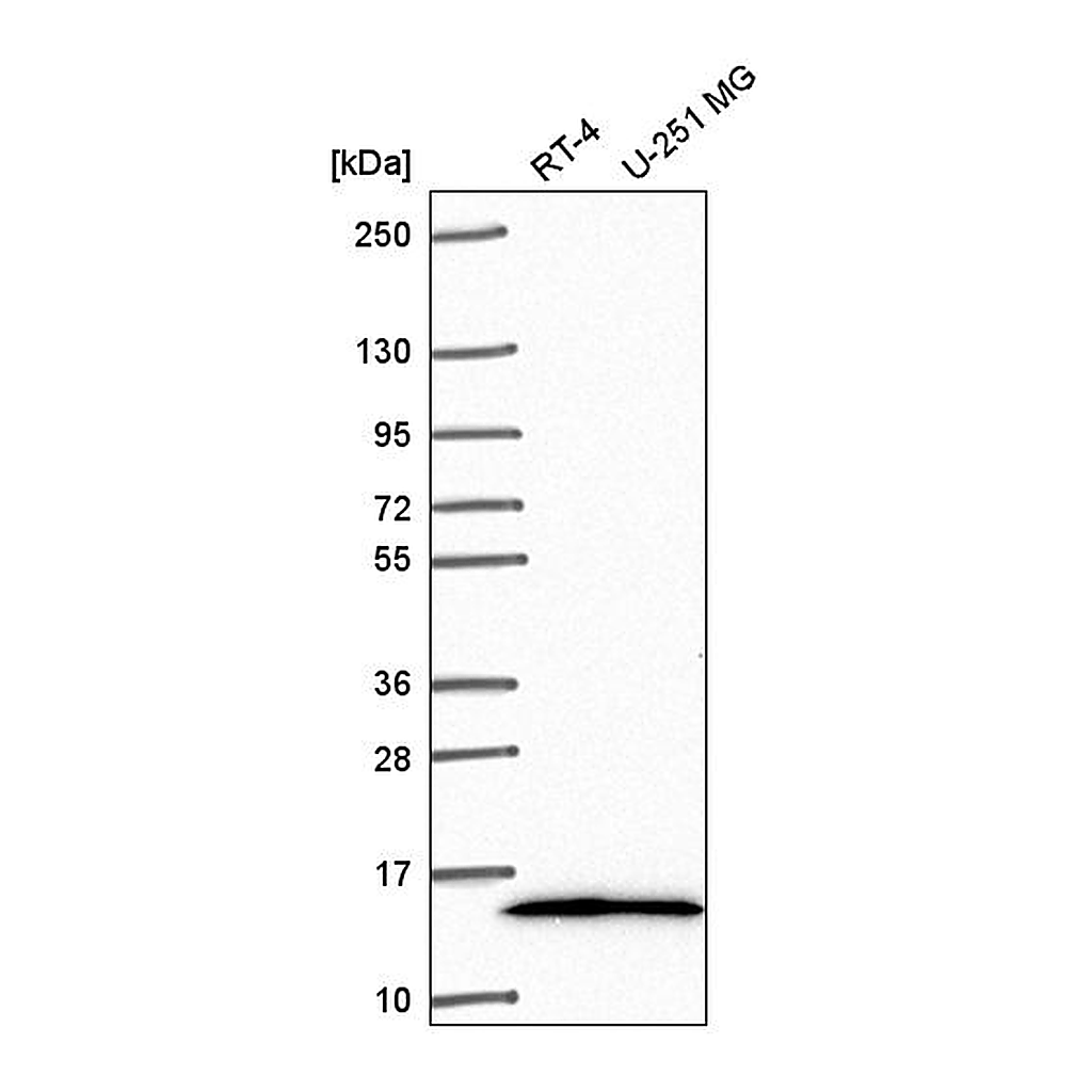 Atlas Antibodies Anti-NR2C2AP Antibody
