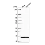 Atlas Antibodies Anti-NR2C2AP Antibody