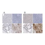 Atlas Antibodies Anti-NRAP Antibody