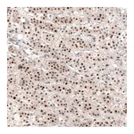 Atlas Antibodies Anti-NR4A3 Antibody