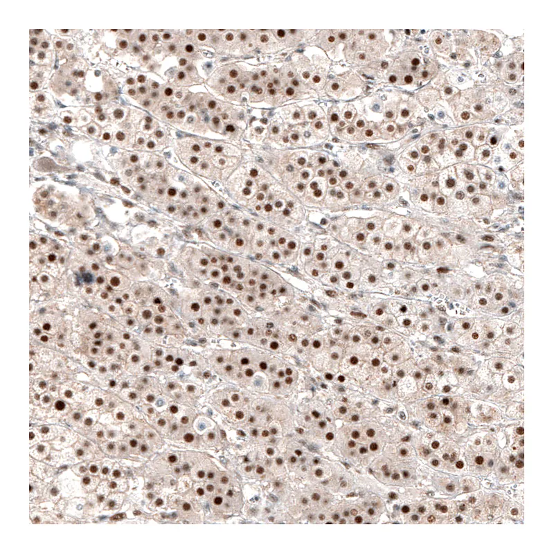 Atlas Antibodies Anti-NR4A3 Antibody