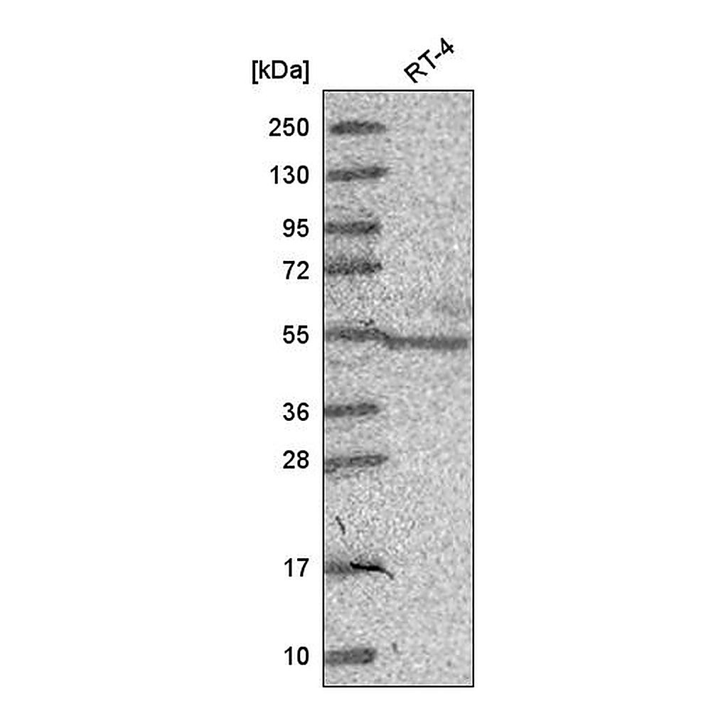 Atlas Antibodies Anti-NR6A1 Antibody