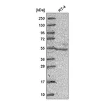 Atlas Antibodies Anti-NR6A1 Antibody
