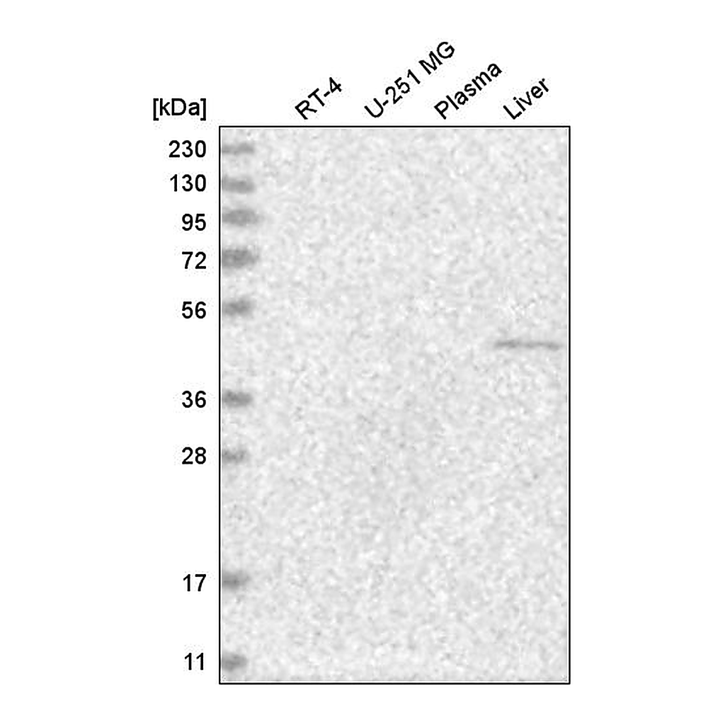 Atlas Antibodies Anti-NR6A1 Antibody