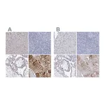 Atlas Antibodies Anti-NRAP Antibody