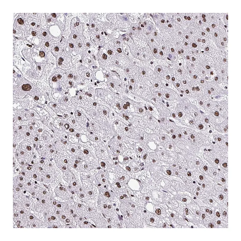 Atlas Antibodies Anti-NRBF2 Antibody