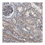 Atlas Antibodies Anti-NRBP1 Antibody