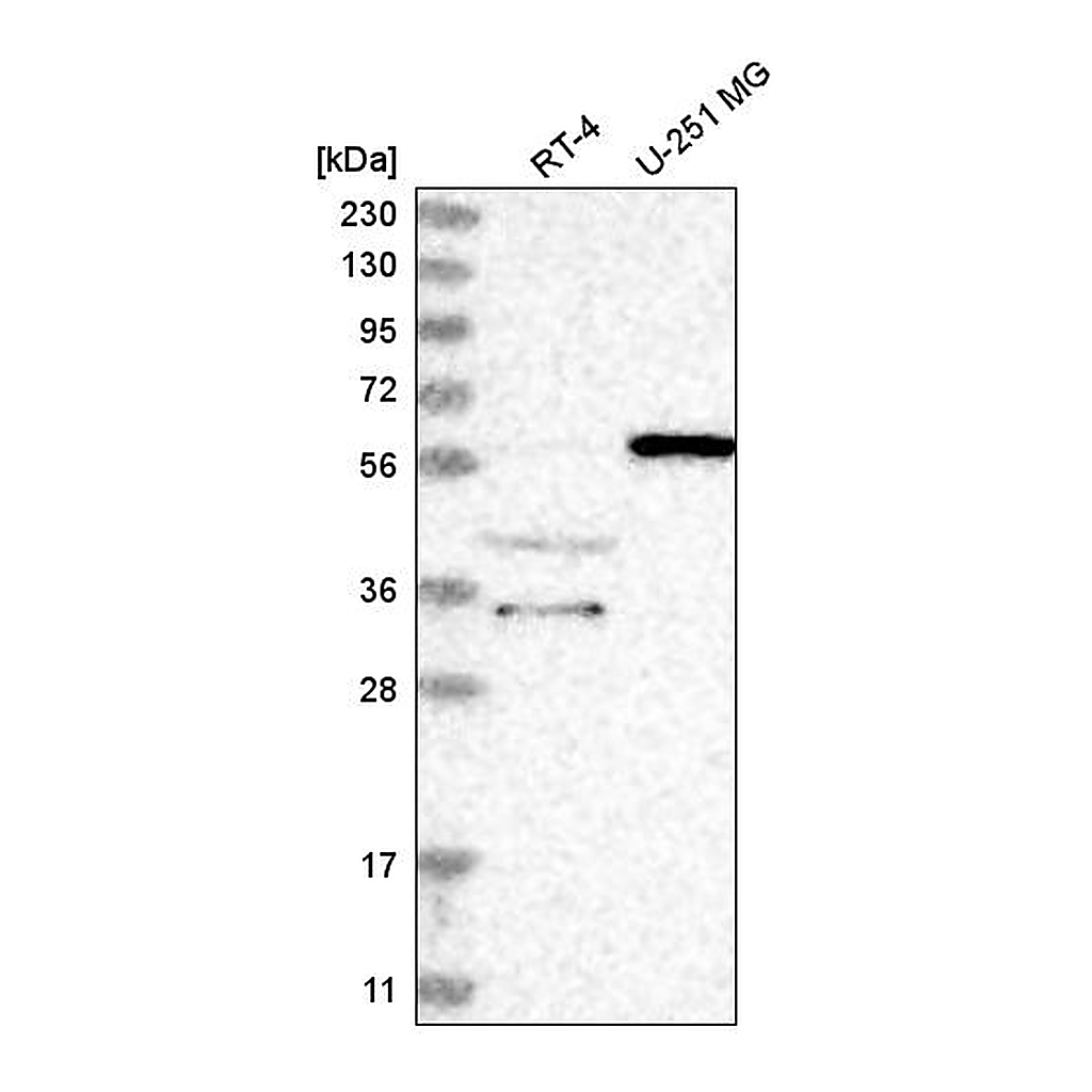 Atlas Antibodies Anti-NRBP2 Antibody