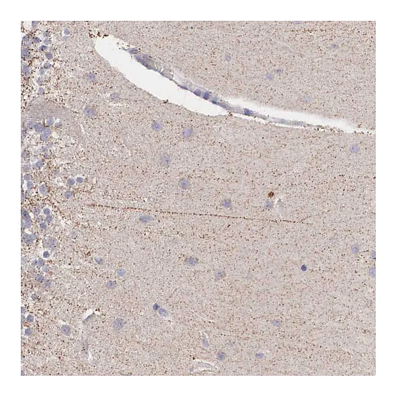 Atlas Antibodies Anti-NREP Antibody