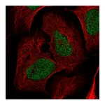 Atlas Antibodies Anti-NRDC Antibody