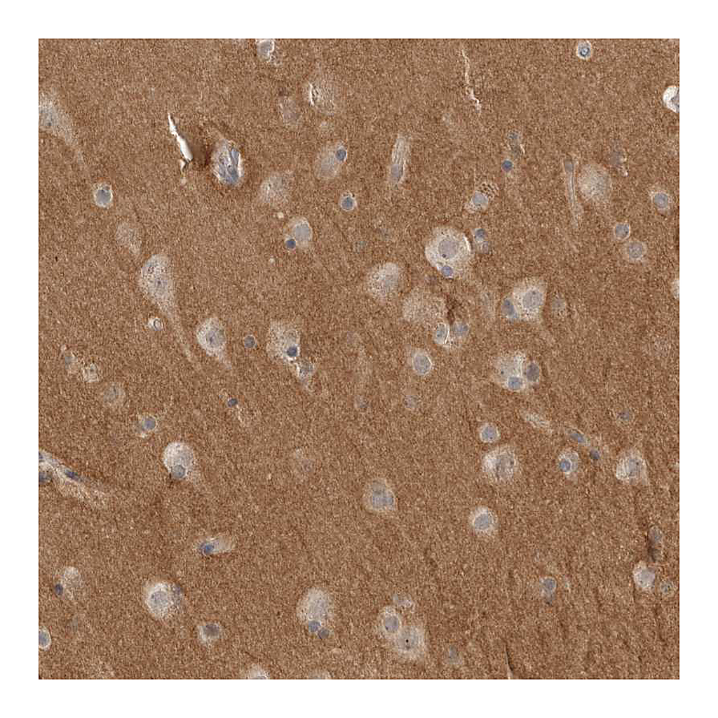 Atlas Antibodies Anti-NRCAM Antibody