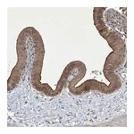Atlas Antibodies Anti-NRBP2 Antibody