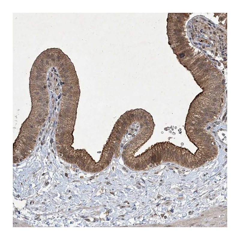 Atlas Antibodies Anti-NRBP2 Antibody