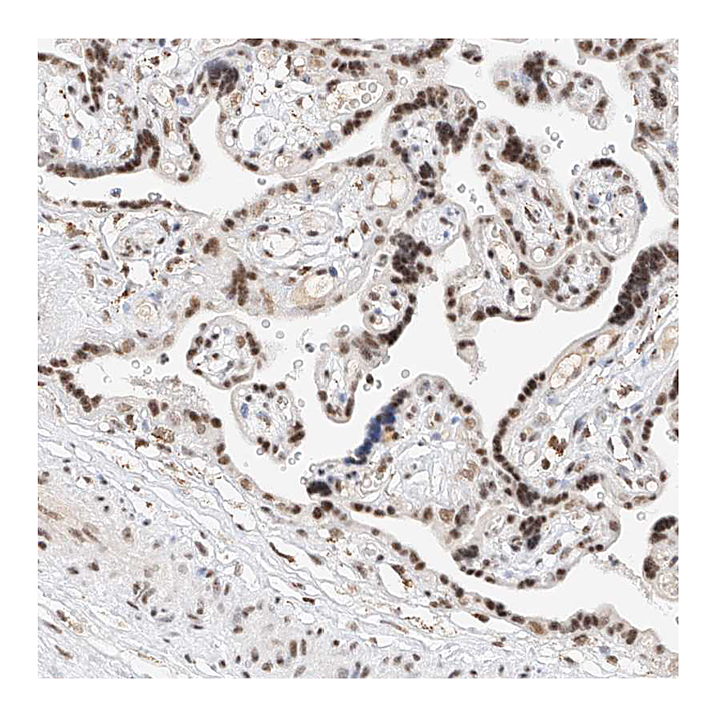 Atlas Antibodies Anti-NRF1 Antibody