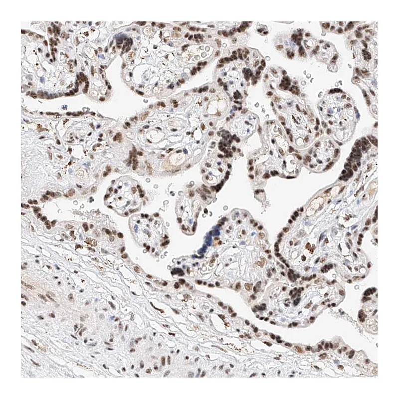 Atlas Antibodies Anti-NRF1 Antibody
