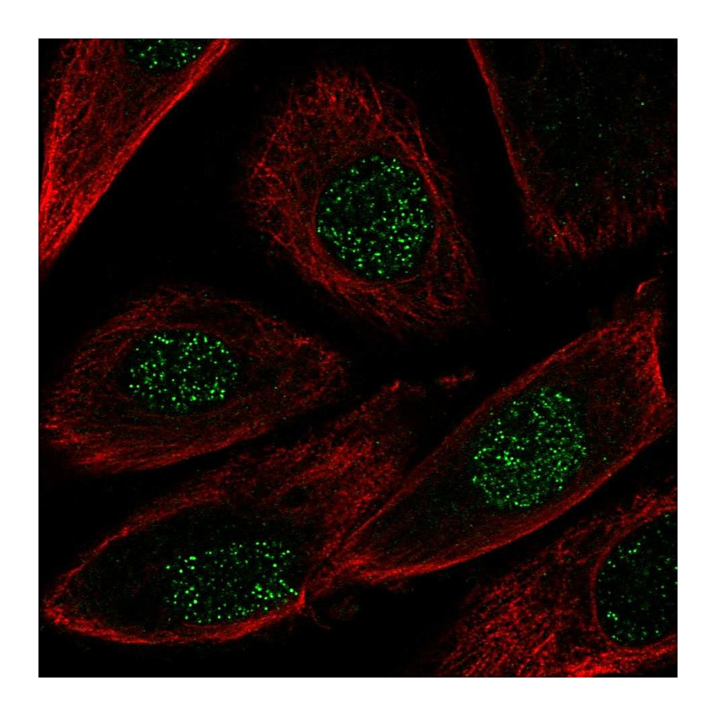 Atlas Antibodies Anti-NRG2 Antibody