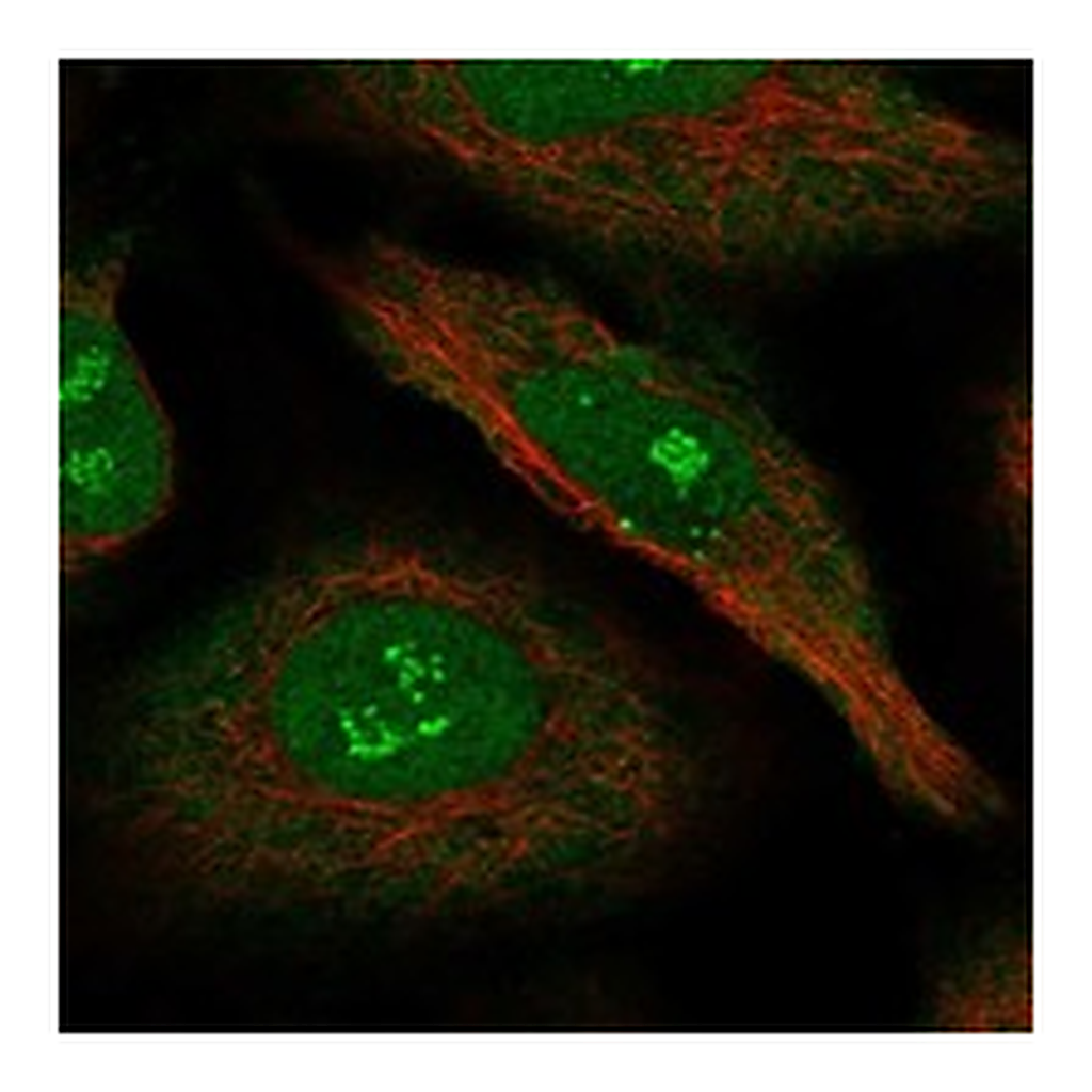 Atlas Antibodies Anti-NRIP1 Antibody