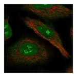 Atlas Antibodies Anti-NRIP1 Antibody