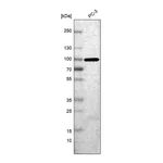 Atlas Antibodies Anti-NRG2 Antibody