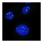 Atlas Antibodies Anti-NRIP1 Antibody