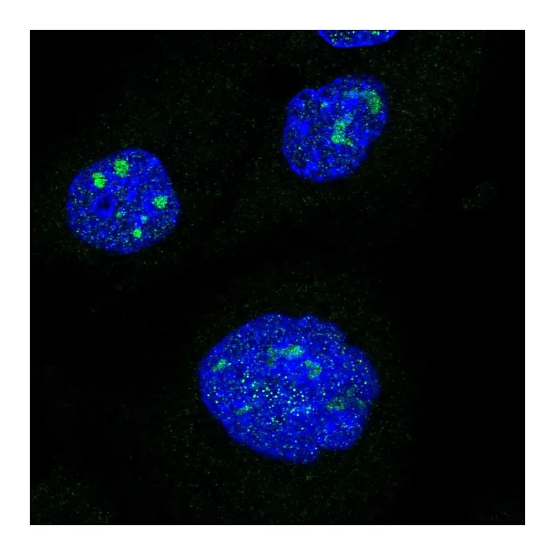 Atlas Antibodies Anti-NRIP1 Antibody