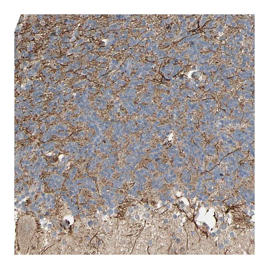 Atlas Antibodies Anti-NRG4 Antibody