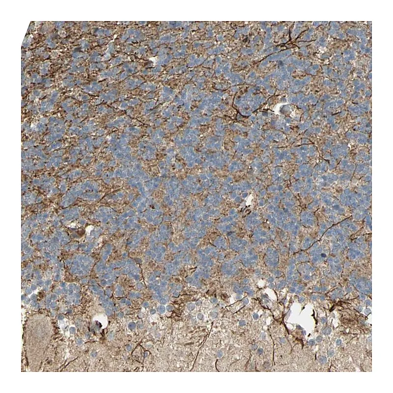Atlas Antibodies Anti-NRG4 Antibody
