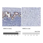 Atlas Antibodies Anti-NRIP2 Antibody
