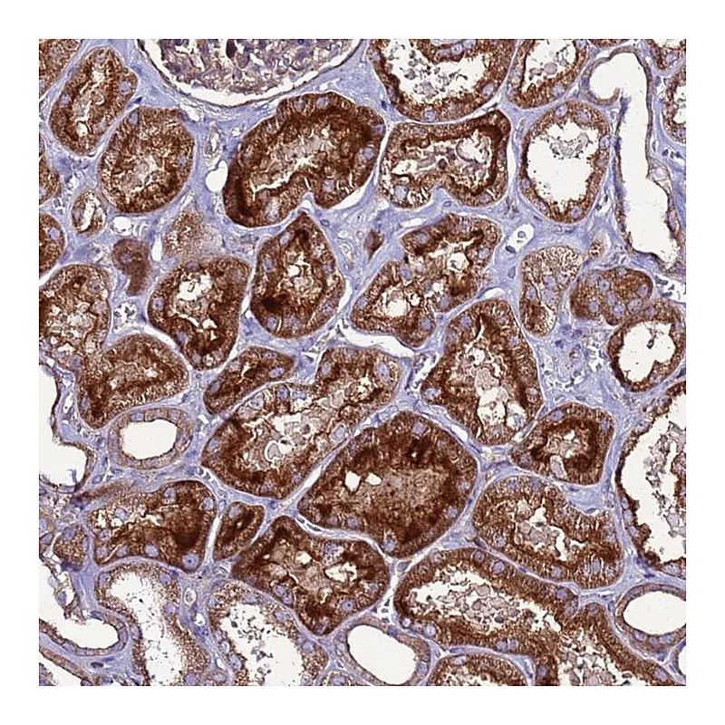 Atlas Antibodies Anti-NRN1L Antibody