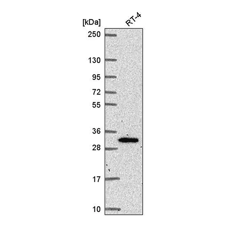 Atlas Antibodies Anti-NRIP3 Antibody