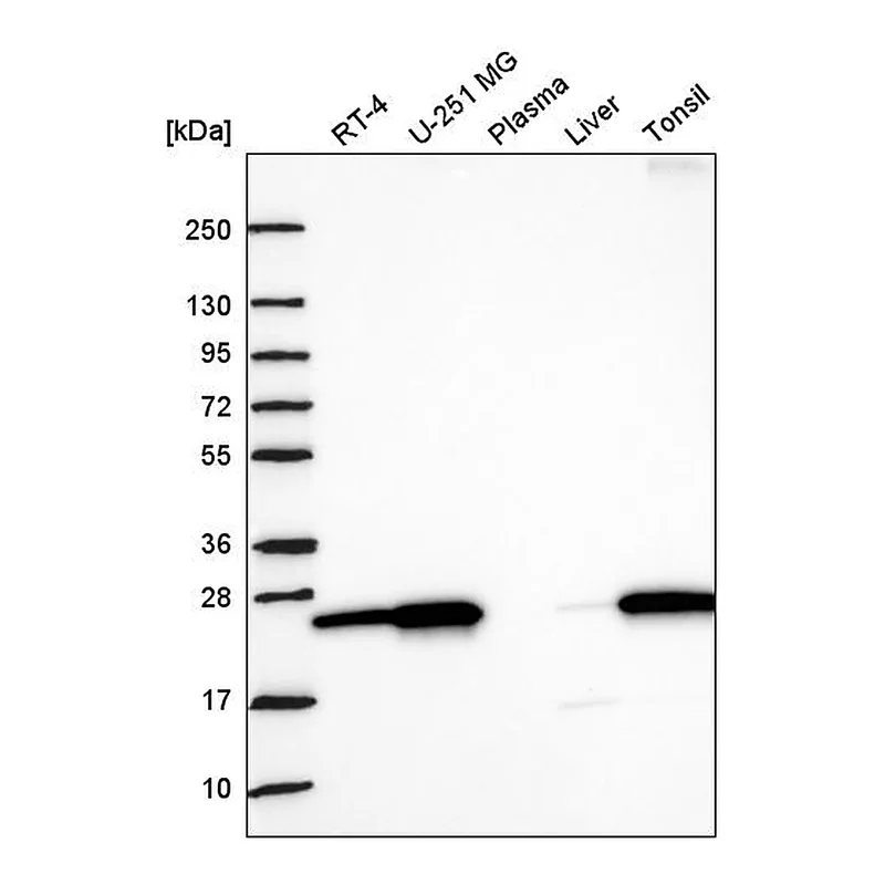 Atlas Antibodies Anti-NRM Antibody