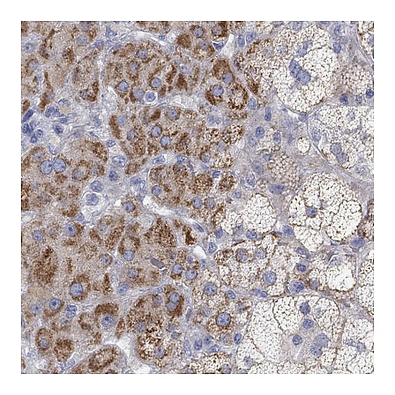 Atlas Antibodies Anti-NRIP3 Antibody