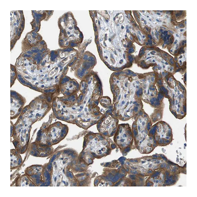 Atlas Antibodies Anti-NRK Antibody