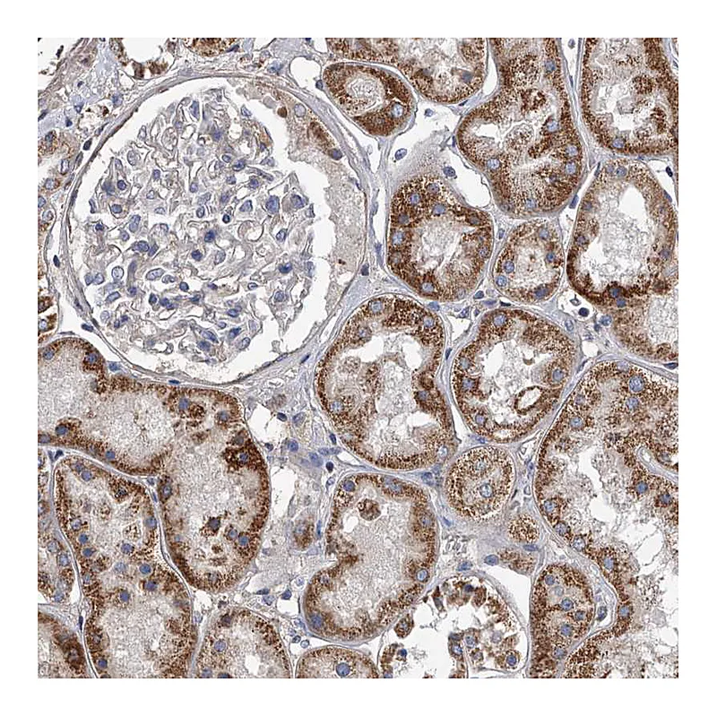 Atlas Antibodies Anti-NRP1 Antibody