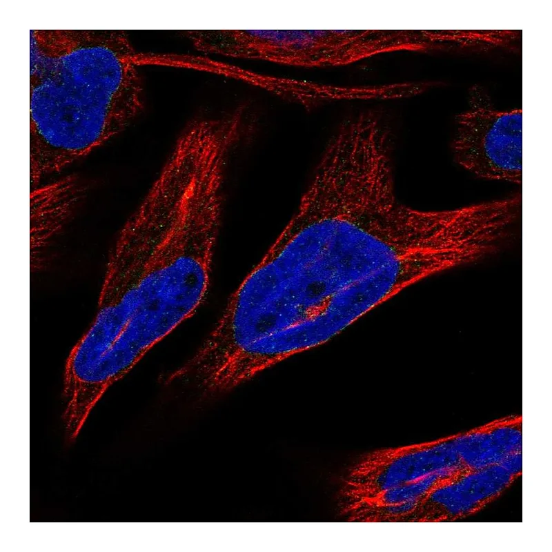 Atlas Antibodies Anti-NRM Antibody