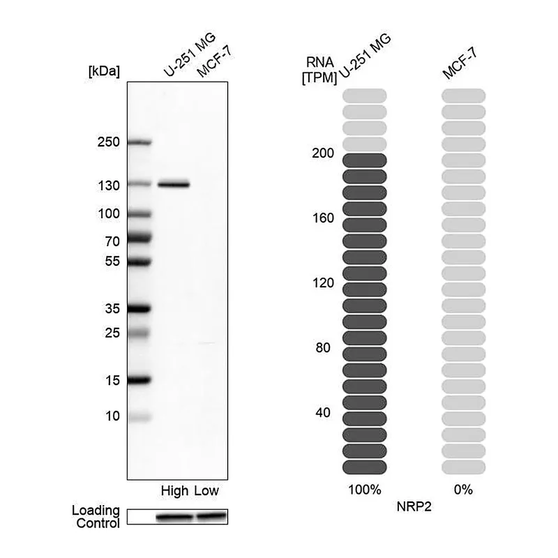 Atlas Antibodies Anti-NRP2 Antibody