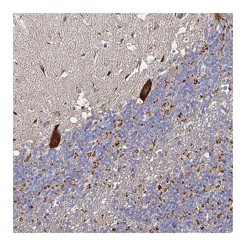Atlas Antibodies Anti-NRSN1 Antibody