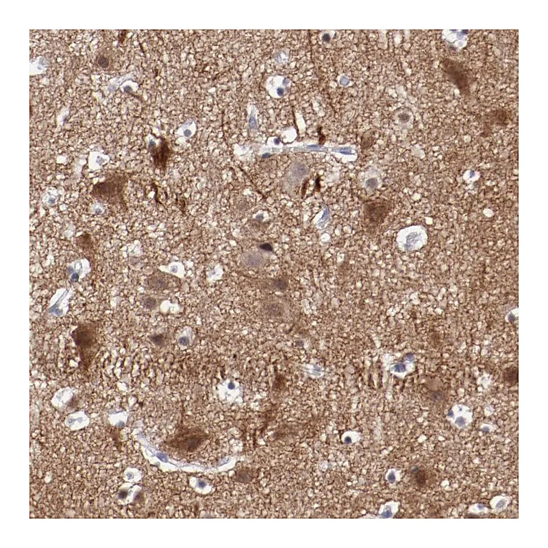Atlas Antibodies Anti-NRXN3 Antibody