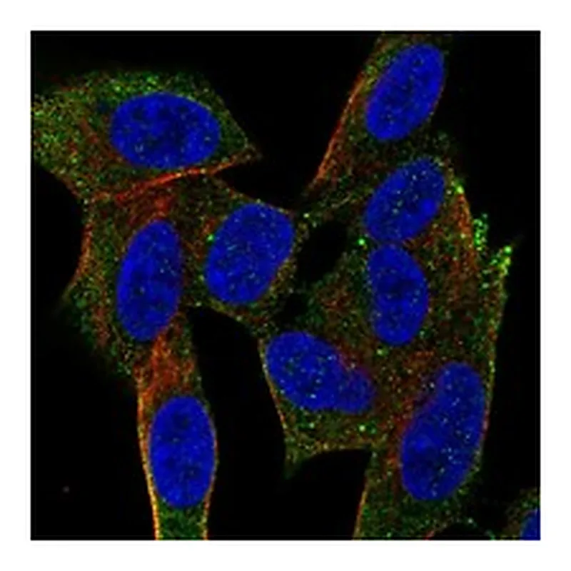Atlas Antibodies Anti-NRSN1 Antibody